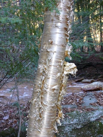 Fun Facts about Yellow Birch in New Hampshire