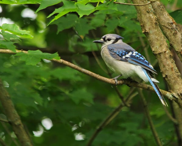 Blue Jay Sounds, All About Birds, Cornell Lab of Ornithology