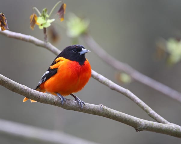 Monticello Park Birds - Orioles