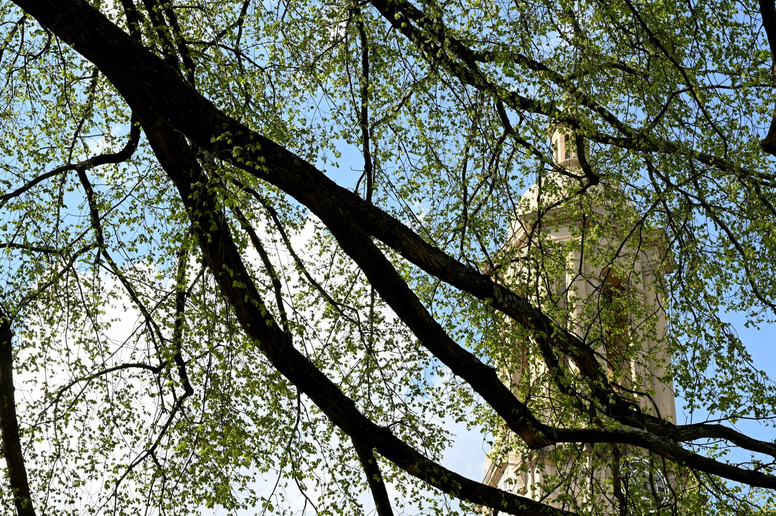 State College - american-elm-southwest-oldmain4