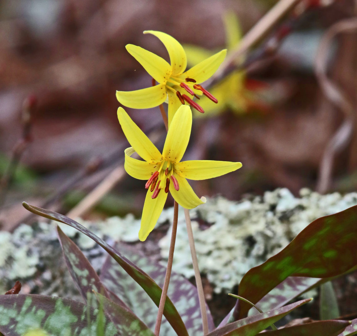 Trout lily on sale