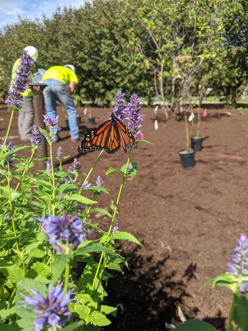 State College - Pollinator garden