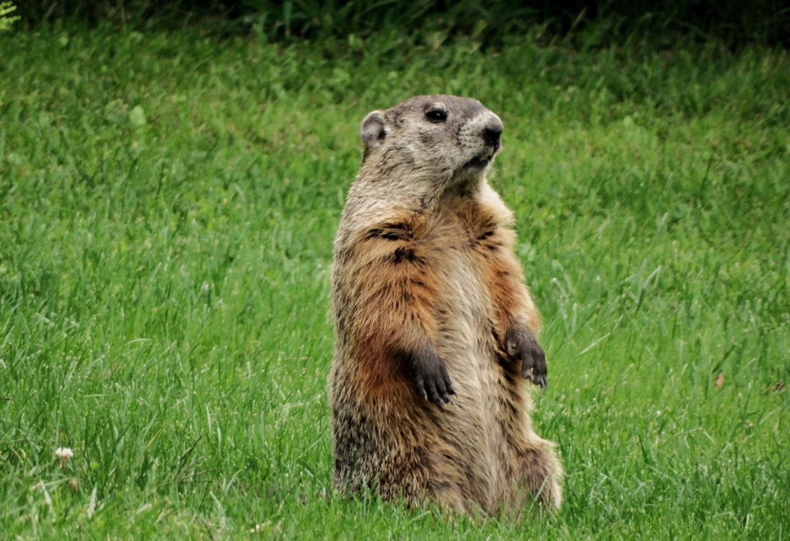 Groundhogs and Squirrels and Skunks, Oh My! | State College, PA