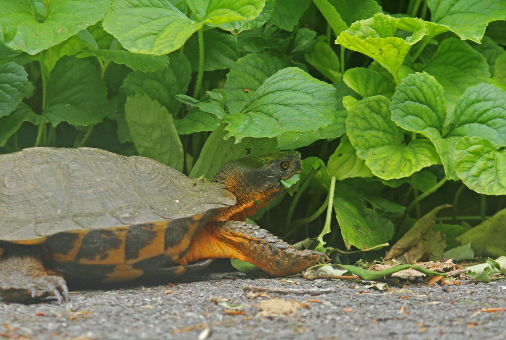 Turtle Species Spotlight: The Wood Turtle - Natural Habitat And Conservation Status