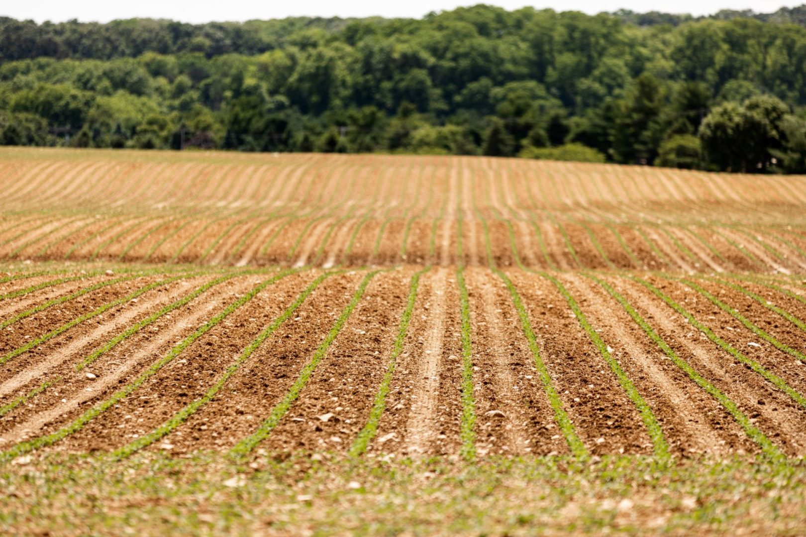 State College - agriculture - spotlight - commonwealth media