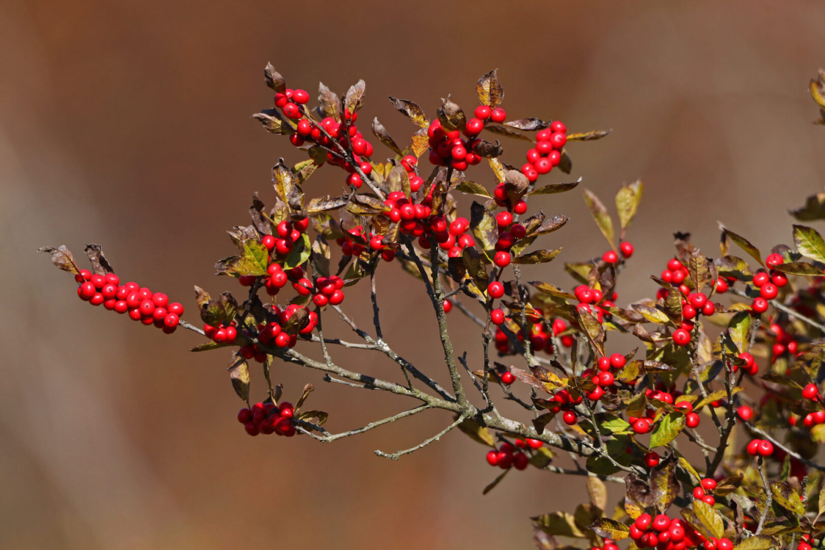 Nature's Ways: The Striking Winterberry Holly