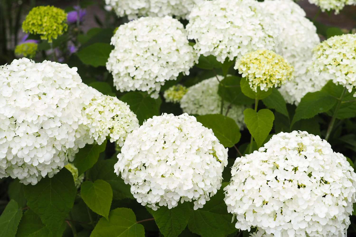 State College - Hydrangeas