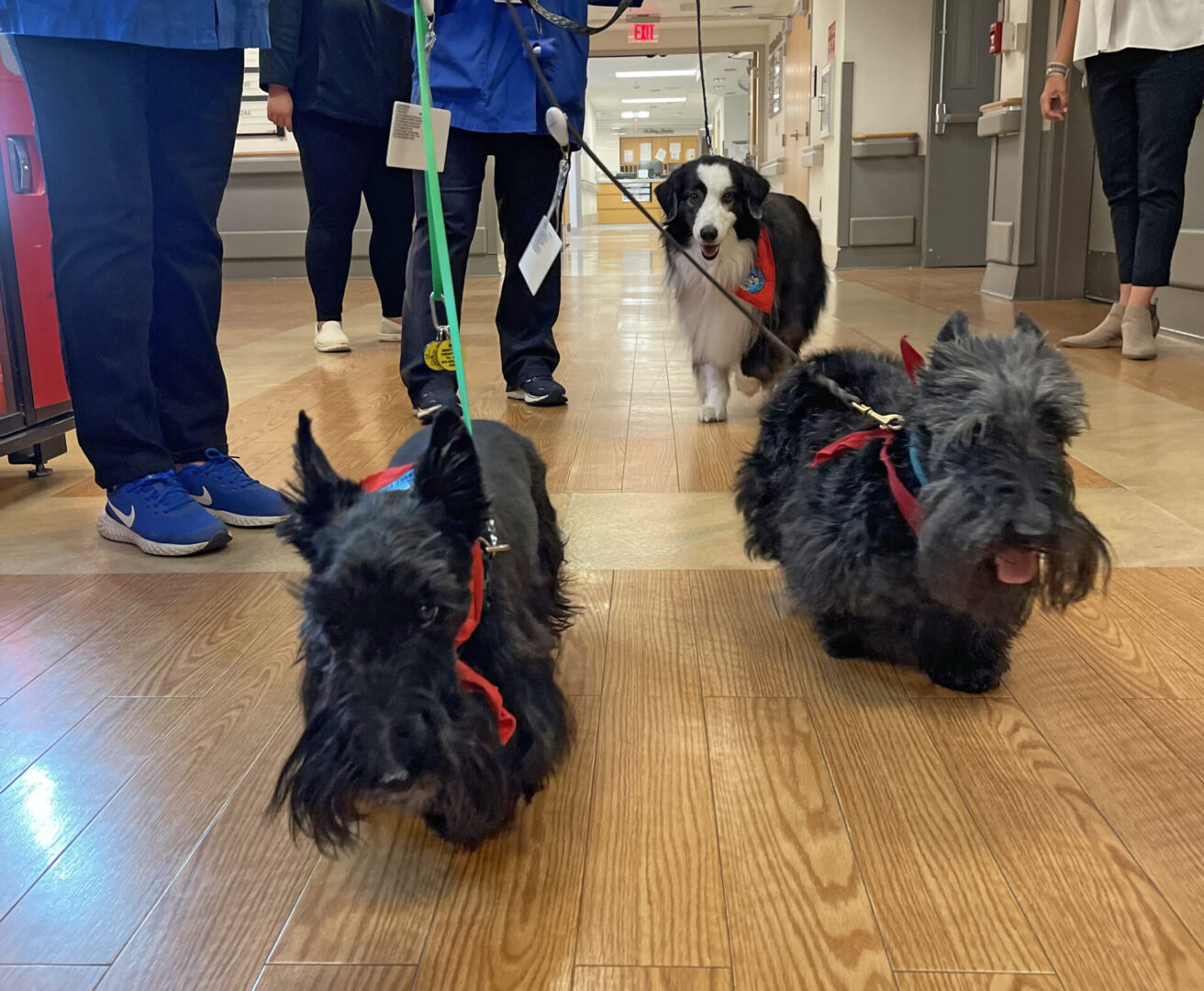 Mount Nittany Medical Center Introduces Pet Therapy Program