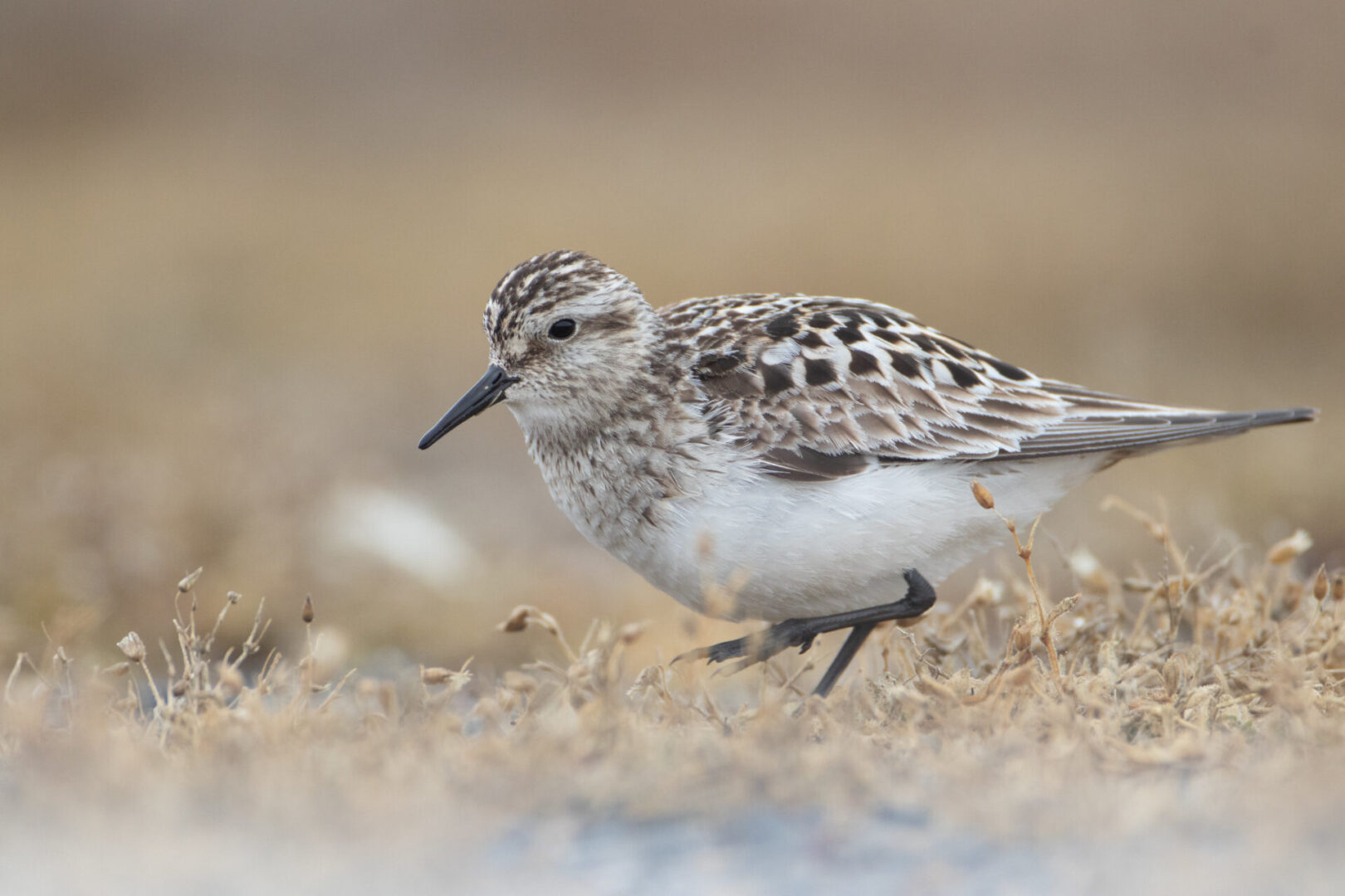 State College - baird's sandpiper