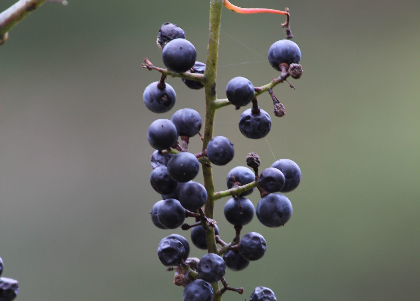 What Fruits Are in Season Right Now in Pennsylvania?