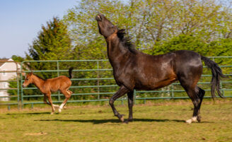 Two Akhal-Teke horses at Tudek Park