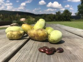 State College - pawpaw fruit and seeds