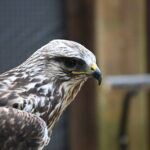 Meet Shaver’s Creek’s New Feathered Friends