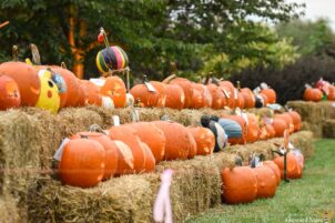 Arboretum’s Pumpkin Fest Returns With Expanded Hours, New Offerings