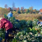 Arboretum Harvests Hundreds of Pounds of Produce for State College Food Bank