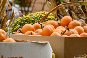 Fall Fest Returns to Downtown State College for 23rd Year