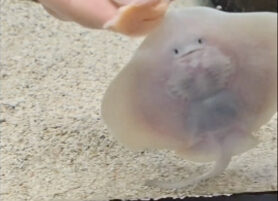 Discovery Space Bringing Baby Stingray to Centre County